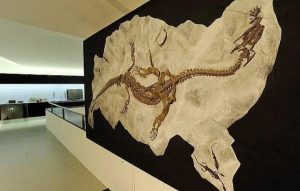 museo dei fossili meride soluzione wifi